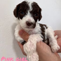 Girl 3 - Goldendoodle puppy in Modesto, California from Two Doods Doodles