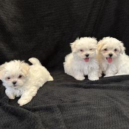 Maltese puppies from Tina's Maltese