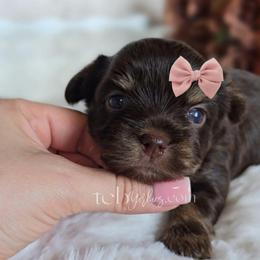 Laurel - Chocolate and tan female Yorkshire Terrier puppy in Greenwood County, South Carolina from TCB Yorkies
