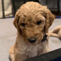 Goldendoodle Puppies from Fenna’s Goldendoodles