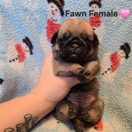 Fawn Female - Fawn female Pug puppy in Hannibal, New York from Perfectly Picked Pugs