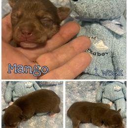 Mango - White, chocolate and tan male Rat Terrier puppy in Atlanta, Texas from CaliRats Rat Terriers