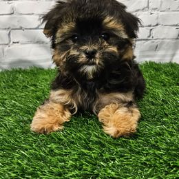 REDUCED Chet - Black & tan tri-color male Morkie puppy in Monticello, Iowa from Ashley’s Puppies