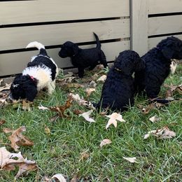 Goldendoodle Puppies from Crystal Coast Cuddles