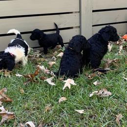 Goldendoodle Puppies from Crystal Coast Cuddles