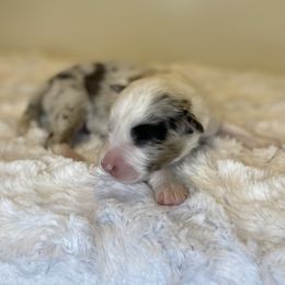 Cheetos - Blue merle male Toy Australian Shepherd puppy in Riverton, Utah from Iron Spirit Homestead & Aussies