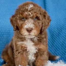 Harry Potter - male Golden Mountain Doodle puppy in Murray, Utah from Good Looking Dogs
