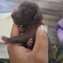 Red - Liver male Bedlington Terrier puppy in Grand Junction, Colorado from Highview Bedlingtons