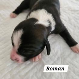Roman - Black brown and white male Tibetan Terrier puppy in Dorena, Oregon from West Coast Tibetans