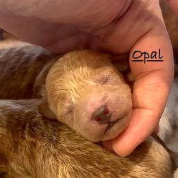 Opal - Apricot female Poodle puppy in Lake Ann, Michigan from Riyem Wildflower Farms