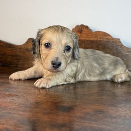 Weenie - Cream male Dachshund puppy in Squires, Missouri from Hudson’s Hounds