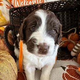 Fudge Round - Parti female Goldendoodle puppy in Greensboro, Georgia from B’s Doodles