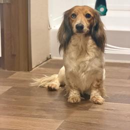 Honey Bun - Dachshund