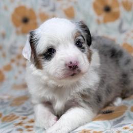 Pookie - Blue merle female Toy Australian Shepherd puppy in Liberty Hill, Texas from Pistol Paws Aussies