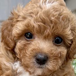 Poodles and Toy Australian Shepherds from Creekside Ranch