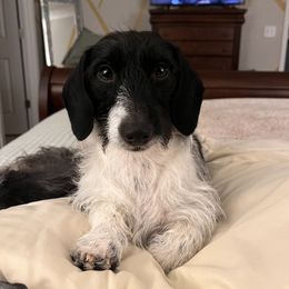 Moo - Dachshund