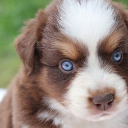 "Magnolia" - Red tri-color Australian Shepherd puppy in Noxon, Montana from MITIN Aussies AKC Standard Australian Shepherds