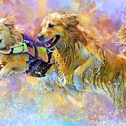 Golden Retrievers from DockRockin' Golden Retrievers