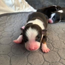Rumba - Black tri female Miniature Australian Shepherd puppy in Ewing, Kentucky from Bright Hope Aussies