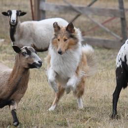 Collie All Grown Up from Glenelg Collies