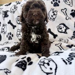 Girl 4 - female Newfypoo puppy in Bloomfield, Iowa from Schooley Doodles