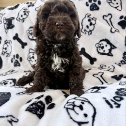 Girl 4 - female Newfypoo puppy in Bloomfield, Iowa from Schooley Doodles