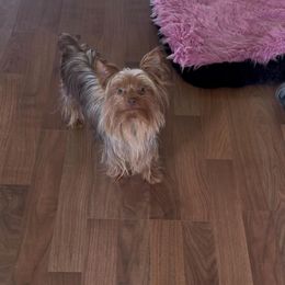 Eclaire - Yorkshire Terrier