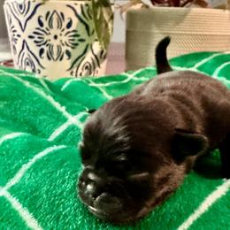 Pug Puppies from Masters Pugs