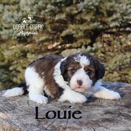 Louie - Sable male Bernedoodle puppy in Heyworth, Illinois from Cobble Creek Puppies