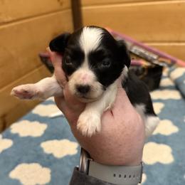 Boy 2 AKC - White and black male Papillon puppy in Blue Ridge, Georgia from Butterfly Ridge