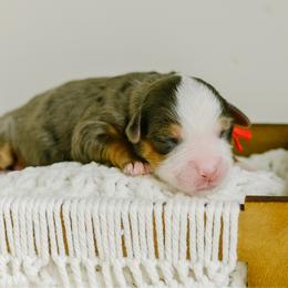 Scout - male Australian Mountain Doodle puppy in Spanish Fork, Utah from K Brand Doodles