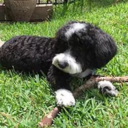 Aussiedoodles from Crystal Creek Doodles