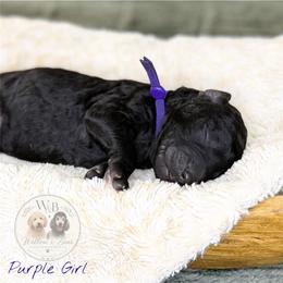 Purple girl - Black female Goldendoodle puppy in Carthage, Tennessee from Willows Doodles