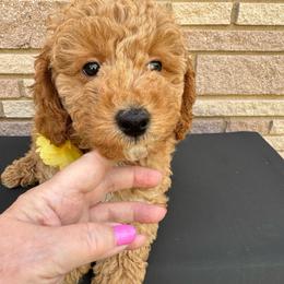 Florence - Red  female Goldendoodle puppy in Danville, Virginia from Stella’s Stunning Goldendoodles of VA
