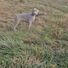 Weimaraner Puppies from So-IN Weimaraner's
