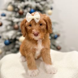 Sally - Caramel red female Australian Labradoodle puppy in Palmdale, California from Pixie Doodle Paws
