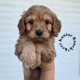 Ranger- green collar - Red  male Goldendoodle puppy in Ashton, Idaho from Kerr Kanine Ranch