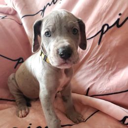 May - Merle Great Dane puppy in California from Bolo K9 Kennels