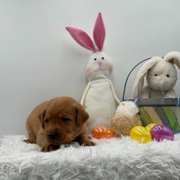 Royal Blue - Yellow male Labrador Retriever puppy in Heath Springs, South Carolina from Rich Hill Retrievers