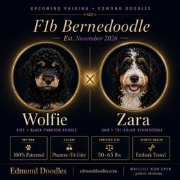 Bernedoodle puppies from Edmond Doodles, LLC