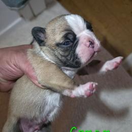 Conan - Seal and white male Boston Terrier puppy in Kingsport, Tennessee from Irish Heart Bostons
