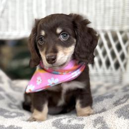 Dachshund Puppies from Bear Creek