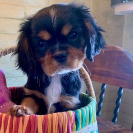 Lovely Rita (Riri) - Black and tan Cavalier King Charles Spaniel puppy in Tucson, Arizona from Abbey Road Cavaliers
