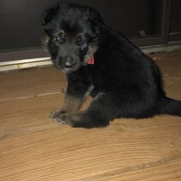 German Shepherd Puppies from Sandy’s Shepherds