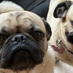 Rocky - Pug