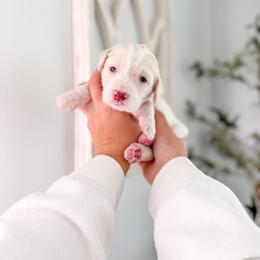Kensington - Cream female Goldendoodle puppy in Greencastle, Indiana from Willow & Co.