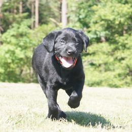 Labrador Retriever Puppies from Dry Pond Retrievers, LLC