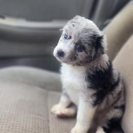 Stormi - Blue merle female Australian Shepherd puppy in Dalton, Georgia from Furtabulous Paws Australian Shepherds & Border Collies