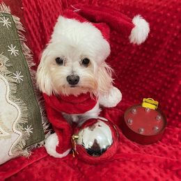 Ollie - Maltese