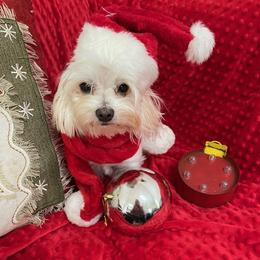 Ollie - Maltese